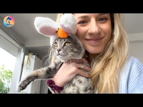 A Stray Cat Interrupts the Ceremony But Steals Their Hearts