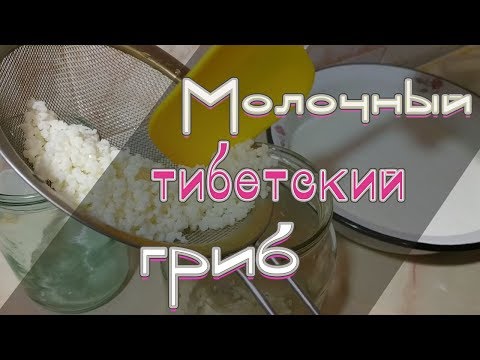 ✔Молочный тибетский гриб