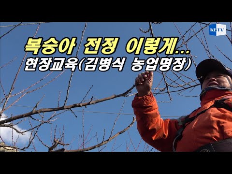 복숭아 전정 이렇게... 김병식 농업명장 현장교육 풀영상