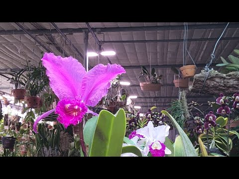 해그린난원 라이브 방송