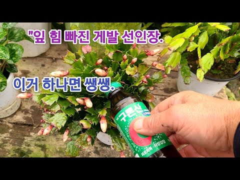 "If your crab cactus leaves are weak and withering, try this. It will come back to life!!