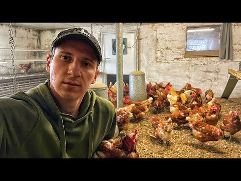 100 КУРЕЙ за 140 000грн, ЦІНА на яйця, ЧОМУ корови НЕ ДОЯТЬСЯ? Ферма у Швейцарії