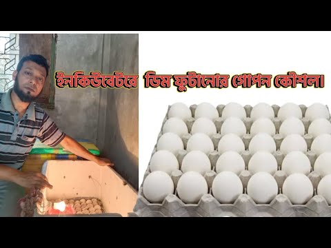 ইনকিউবেটরে ডিম ফুটানোর গোপন কৌশল।।   ৷৷inqubetore dim futanor gopon kousal৷৷