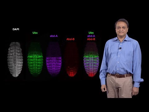 Nipam Patel (MBL) 1: Patterning the Anterior-Posterior Axis: The Role of Homeotic (Hox) Genes