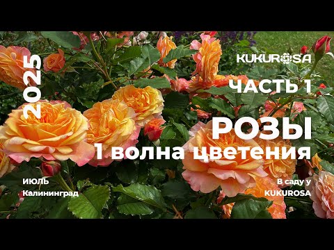 First-blooming roses! Part 1: Trouble-free roses for the Baltic Garden!🌹