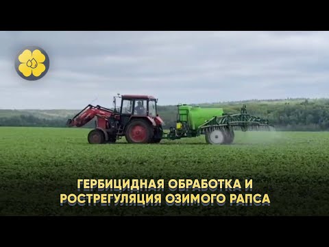 Агросопровожд. в Респ. Чувашия, КФХ Кислых А.Л. Гербицидная обработка и рострегуляция озимого рапса