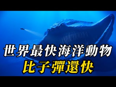 世界上速度最快的10種海底動物，第七名給雙翅膀就能起飛，被稱深海精靈！第壹名比高鐵還快，是真正的“海洋跑車”！#世界之最 #百科密码 #动物 #科普 #动物世界 #知识渊博