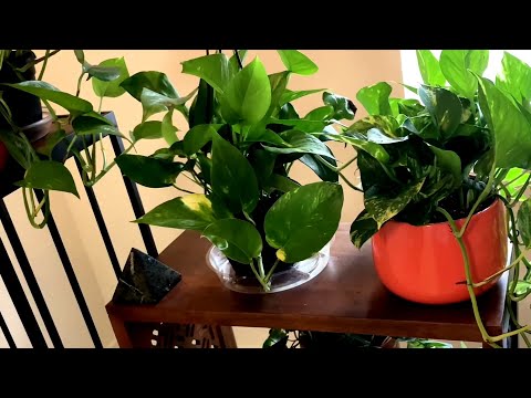 Skull & Pyramid. Enchanting Pothos. 