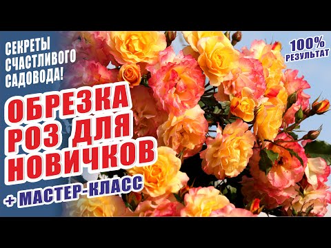 ОБРЕЗКА РОЗ ДЛЯ НОВИЧКОВ. ОБРЕЗКА ШРАБОВ. ОБРЕЗКА РОЗ ОСЕНЬЮ. ОСЕННЯЯ ОБРЕЗКА РОЗ. РОЗЫ В САДУ.