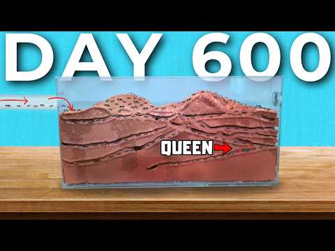 600 Days Ago I Ordered An Ant Queen Online, This Happened...