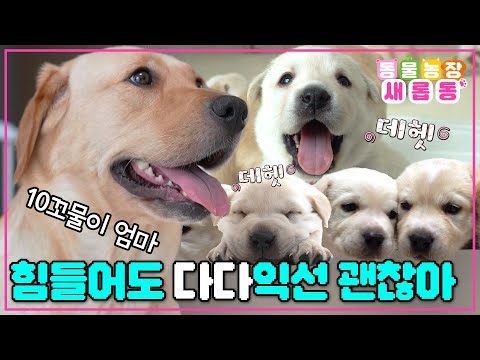 [#새롭동물농장] 10 꼬물이들의 엄마가 된 다다의 육아 라이프🥰 육아에 지친 다다를 위한 특별 케어까지~✨ / EP.1222 #TV동물농장 #AnimalFarm #SBSstory