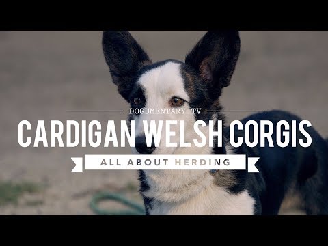 CARDIGAN WELSH CORGI ALL ABOUT HERDING