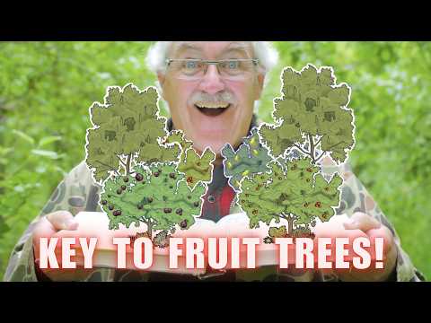 My BIGGEST Permaculture Orchard design SECRET IS ACTUALLY...