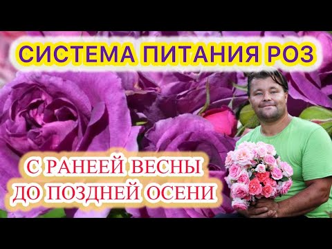 Какие удобрения и когда нужно использовать для подкормки роз с ранней весны до поздней осени
