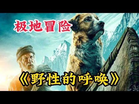 After enduring numerous hardships, Ba Jun finally became the Wolf King of the Mountains