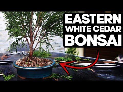 How to Bonsai an Eastern White Cedar🌲(Thuja Occidentalis)