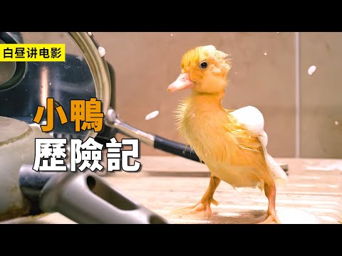 男孩撿到一顆鴨蛋，最終孵出了小鴨子，不料小鴨走丟了！