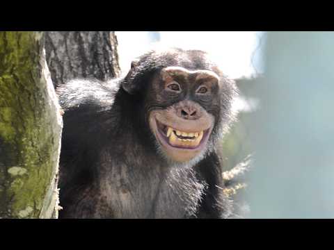 The chimps go outside for the first time!