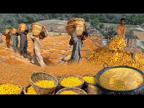 Harvesting Millions of Tons of Dates | 1000 Year Old Date Storage Hack | Village life