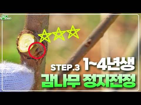 1~4년생 감나무 정지전정ㅣ어린 나무 관리ㅣ가지의 방향을 결정짓는 방법
