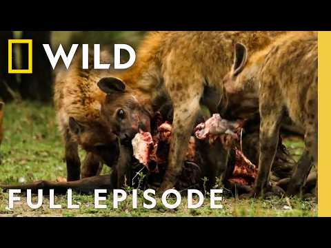 Fangs of Fury (Full Episode) | Animal Fight Night | Nat Geo Animals