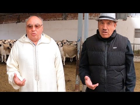 الفديو الدي ينتظره  الجميع 🐑 ضيعة إخوان خليل تستعرض انتاجها من فحول الصردي االمعروضة على ANOC 2024