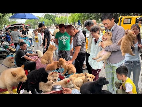 中国南宁超大型农贸市场，有传统农蔬果菜，也有猫狗宠物交易，一条街都是买卖猫狗，品种繁多品相俱佳，可以直接购买也可以以物换物，30元一只的家猫，60元一只斗鸡，80元一条土狗，200块的金毛，你会买吗？