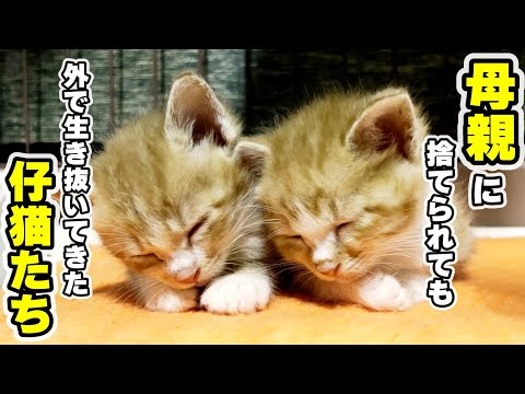 【保護仔猫】母猫に見捨てられても、賢明に生き延びてきた仔猫たち（ミルク君、キャラメル君）