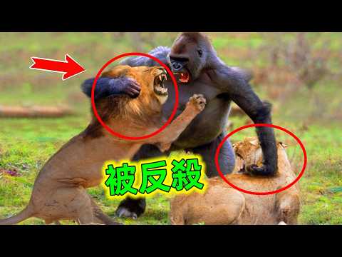 十大罕見動物惹錯對手名場面：本已勝券在握卻遭反殺，出乎意料#動物惹錯對象 #動物大戰 #動物世界 #動物科普 #老王看世界 #世界之最
