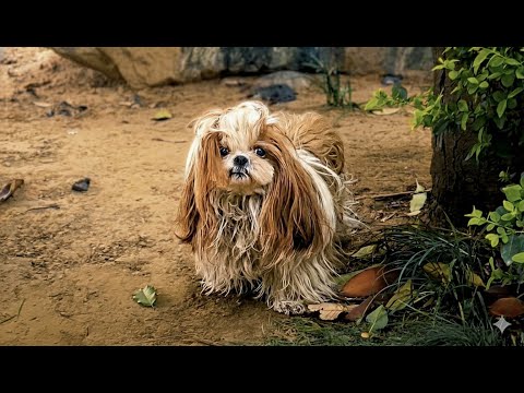 Come Here Puppy! I Will Take Care Of You!