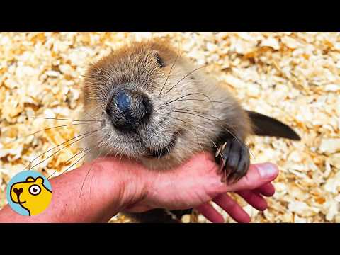 Saved Beaver Thinks Her Caretaker Is Mom
