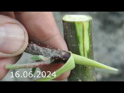 Grafting an Apple Tree in Summer by Turning Out the Bark