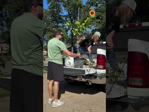 New fruit trees! #fruittrees #fruitgardening #growingfruit #backyardorchard