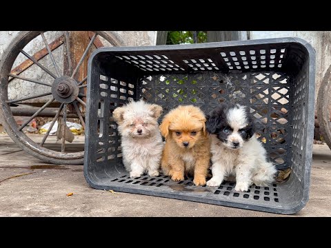 3 tiny stray puppies were left to shiver and howl in the bitter cold until this happened