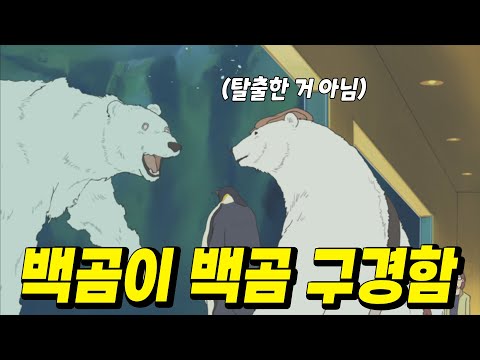 🔥심쿵주의🔥백곰이 동물원에서 "아르바이트"하는 백곰을 구경오면 벌어지는 일