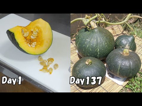 スーパーで買ったかぼちゃの種を植えてみると…！？  / How to grow squash from store bought squash