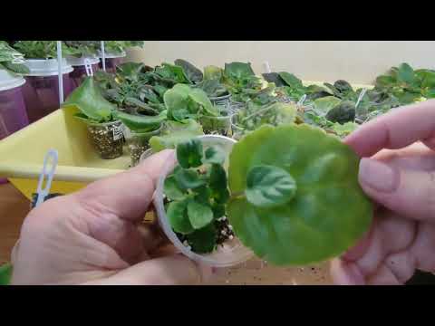 Детки фиалок при листе растут быстро. Уход и стимуляция.