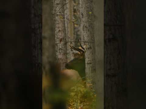Calling a bull elk into 60 yards #hunting #elk #elkhunting