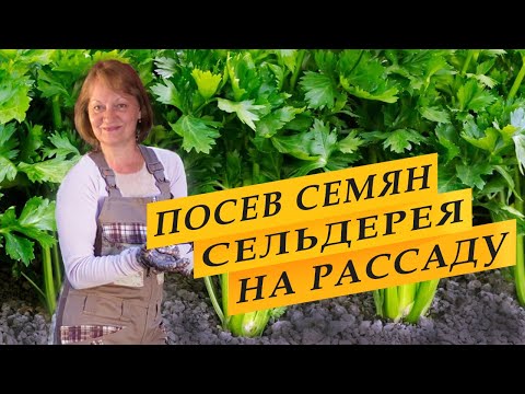 Посев семян сельдерея на рассаду.