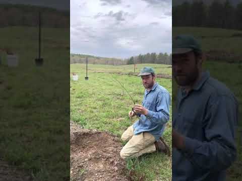 How to Plant a Chestnut Tree