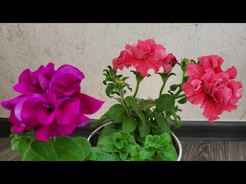 Очікування/Реальність Колеуси,Петунії