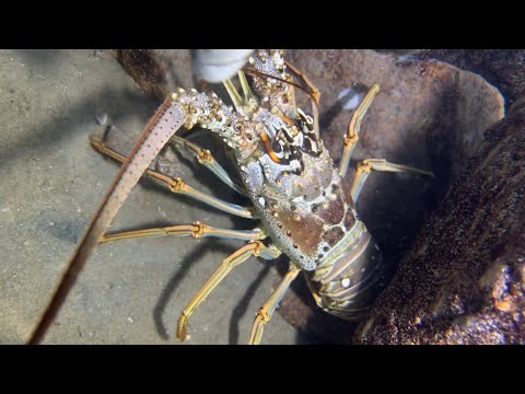 Diving under the sea to catch eels, crabs and sea cucumbers | Part 55