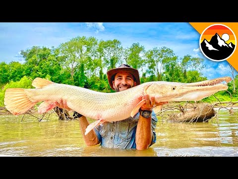 GAR WARS! The Battle to Save this GIANT Fish!