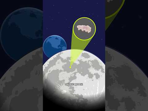 How Tardigrades Landed on the Moon