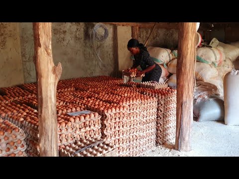 How this small poultry farm provides 100% sustainable income year round #chickenfarmingbusiness 