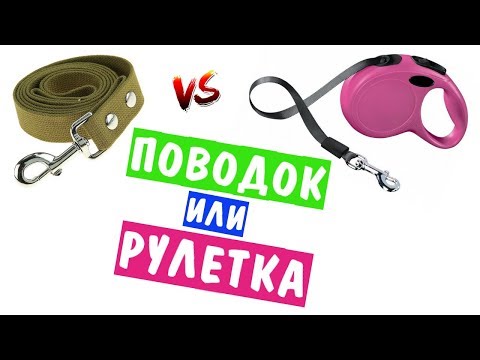 ПОВОДОК ИЛИ РУЛЕТКА?