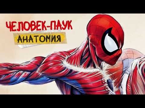 АНАТОМИЯ ЧЕЛОВЕКА-ПАУКА: Все подробности способностей