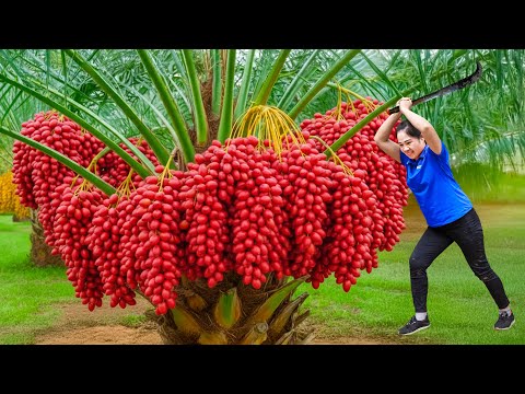 Harvest 1000+ Red Sunset Fire & Go to Market Sell | rare fruit that grows in the amazon forest