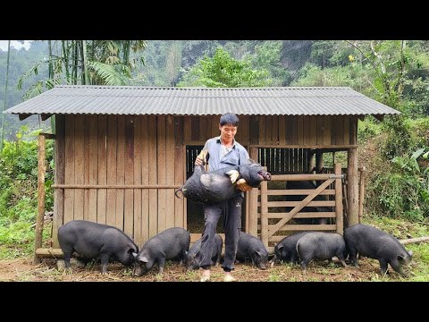 Solo Survival Life: Building a Pigsty & Cooking Pig Feed | Starting a New Rural Life