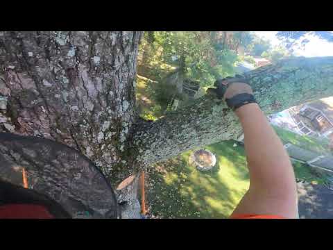 (Raw) Stone dead 85 foot oak tree.